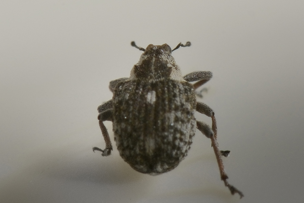 Neophytobius granatus  - Curculionidae